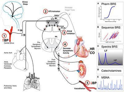 Editorial: Methods on the Assessment of Human Baroreflex Function
